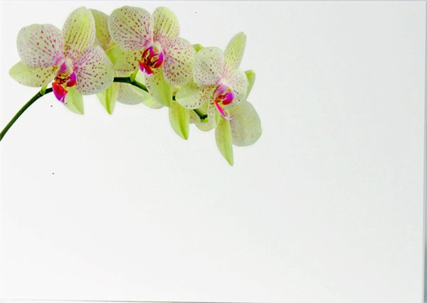 Picture of Florist Cards Green Orchid Large x 9pcs